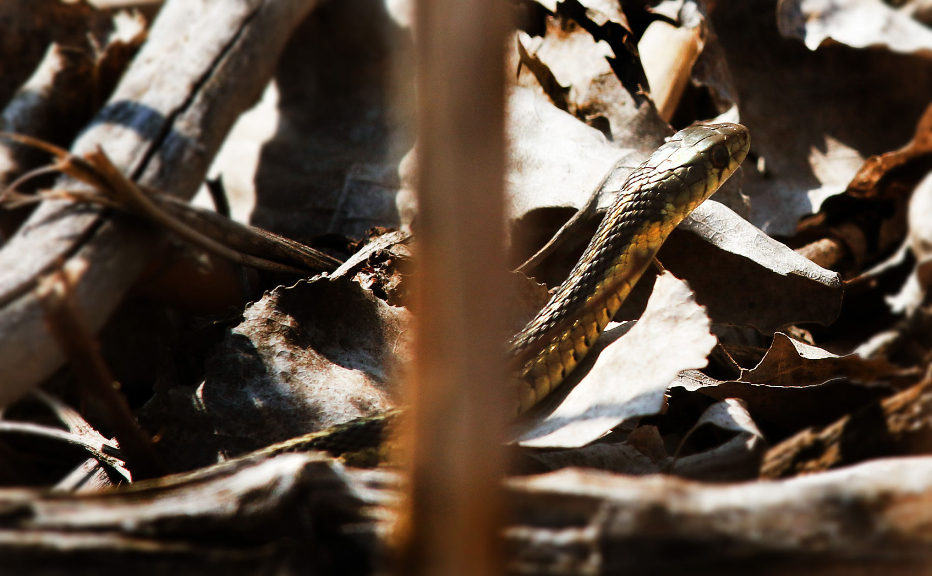 Outtakes: Wetland snake